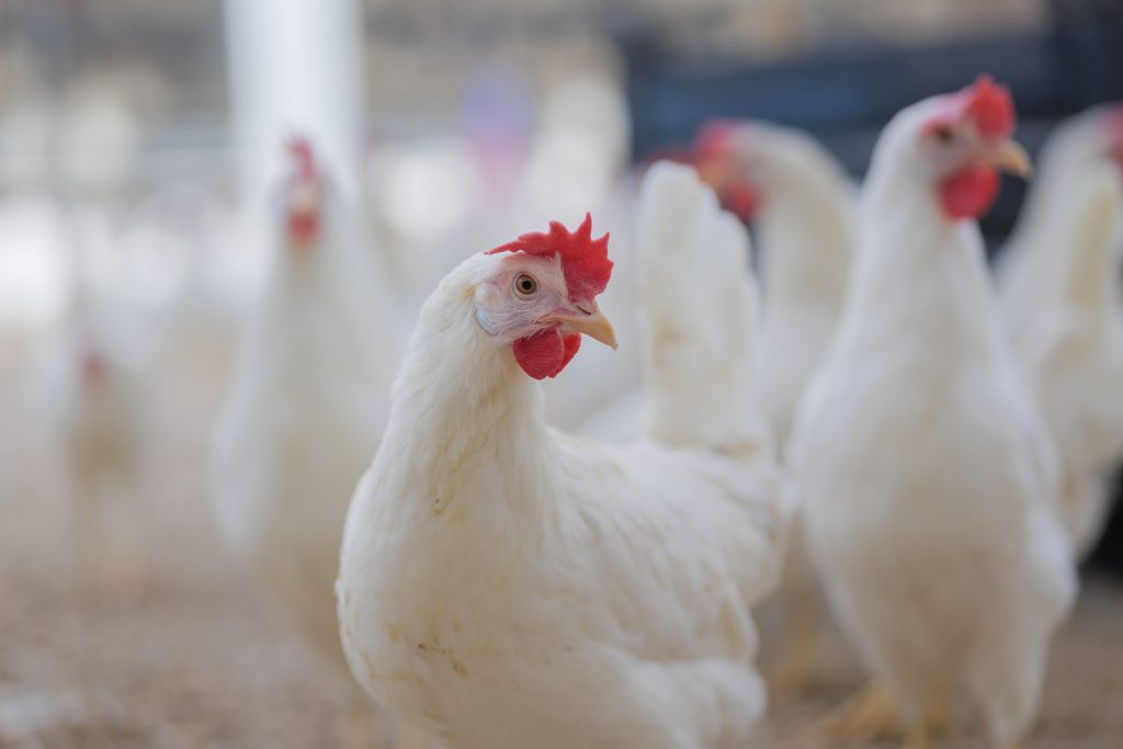 Zdravá nosnica na farme